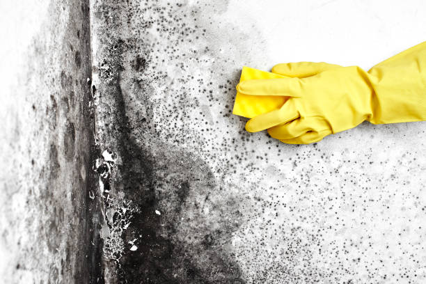Certified Mold Removal in Waynesville, MO