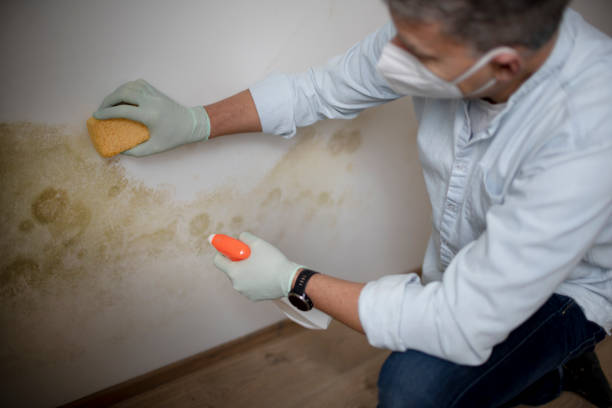 Best Black Mold Removal  in Waynesville, MO