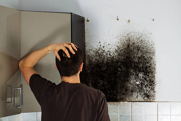 Best Mold Damage Repair  in Waynesville, MO