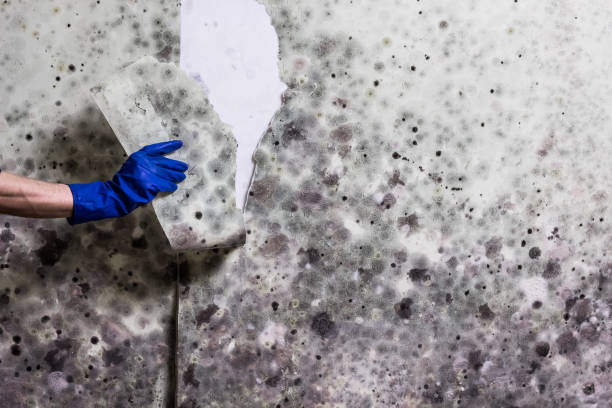 Crawl Space Mold Removal in Waynesville, MO