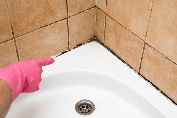 Best Local Mold Removal Service  in Waynesville, MO